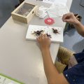 夏休み自然体験教室　昆虫標本づくり